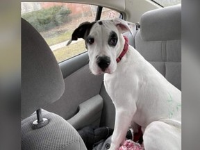 Steve, an eight-month-old American Bulldog, was stolen from outside of a Shopper’s Drug Mart at Landsdowne Ave. and Dupont St. about a month ago while his owner was inside.