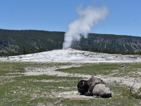 A bison lies on the ground in front of the Old Faithful geyser