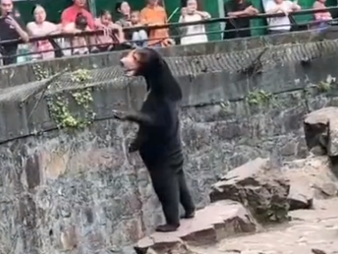 Chinese zoo refutes claims that its bears are ‘disguised humans’