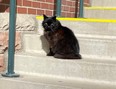 Smokey aka Midnight has been residing at Coors Field in Denver, home of MLB's Colorado Rockies.