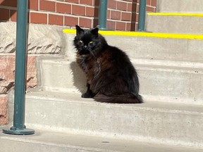 Smokey aka Midnight has been residing at Coors Field in Denver, home of MLB's Colorado Rockies.