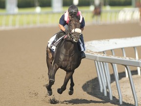 King's Plate contender Stanley House breezes in preparation under exercise rider Dino Luciani for trainer Michael De Paulo.