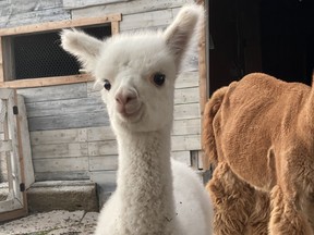 Fergie the missing one-month-old alpaca before she was believed to have been taken from the Willow Pond Farm.