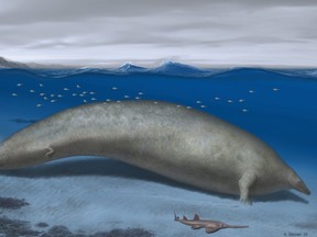 Perucetus colossus, an ancient whale discovered in Peru