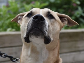 Closeup of Bailey, an American Bulldog.