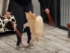 Cat jumping