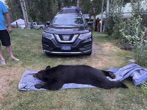 Bear Killed Living Room