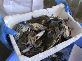 A man holds a box containing blue crabs