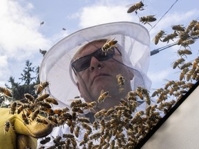 Beekeeper Mike Osborne uses his hand to look for the queen bee as he removes bees from a car after a truck carrying bee hives swerved on Guelph Line road causing the hives to fall and release bees in Burlington, Ont., on Wednesday, August 30, 2023.