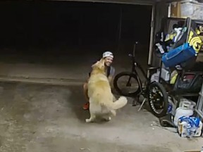 In a screenshot from video, a thief about to make off with an electric bike from a garage in San Diego, California gets distracted by a dog on July 15, 2023.