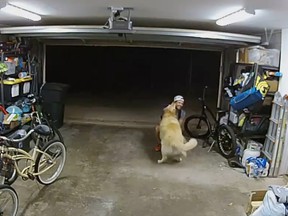 man pets dog in garage