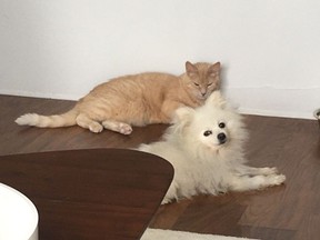 Edgar loves cats.