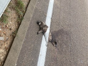 Dead raccoon