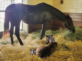 Mare and foal at Gainsborough Farm