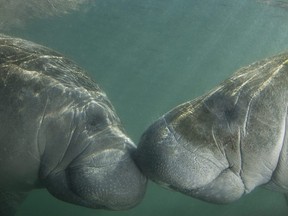 Kissing Manatees