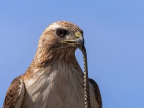 A Red-tailed Hawk grips a snake