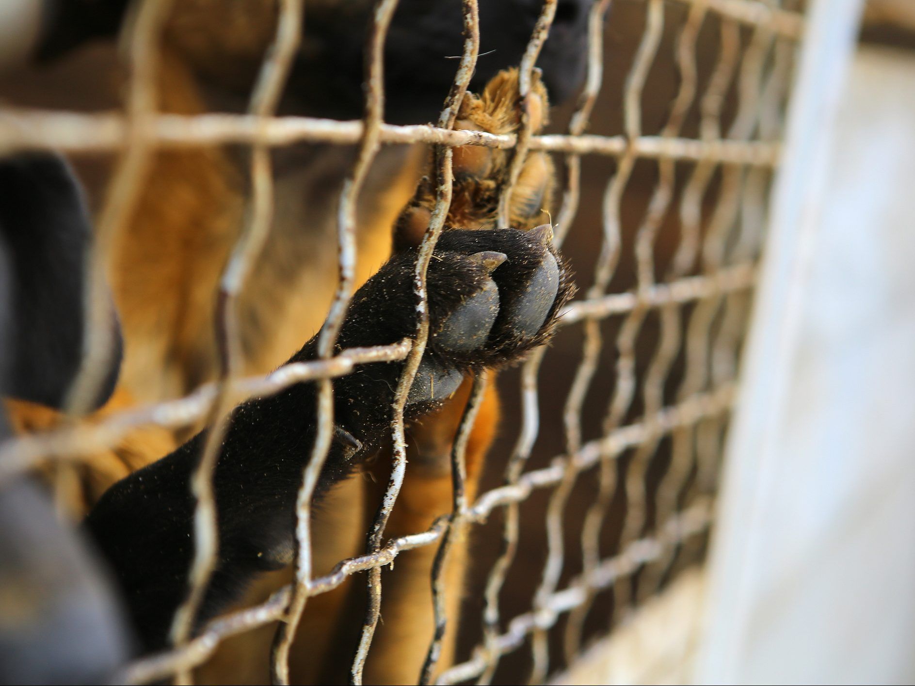 Ontario woman's $100G bill reduced to $10G for care of 58 seized dogs