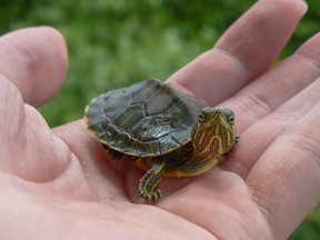 Small turtle on a hand looking at camera.
