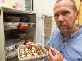 Scott Gillingwater, species-at-risk biologist for the Upper Thames River Conservation Authority, crouches next to an incubator filled with eggs of eight turtle species. Thousands of hatchlings will be released into the Thames River. Photograph taken on Tuesday, Aug. 29, 2023. (Mike Hensen/The London Free Press)