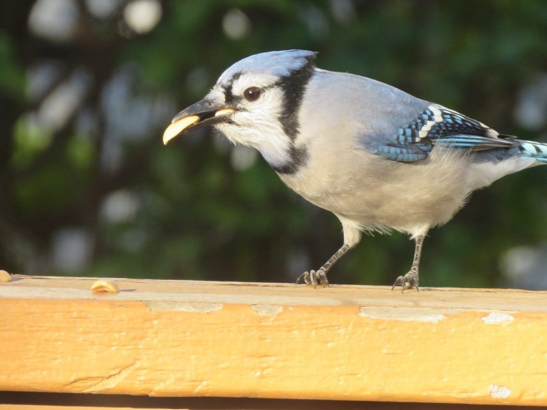 Bird feeding surges despite warnings it can be bad for them Report