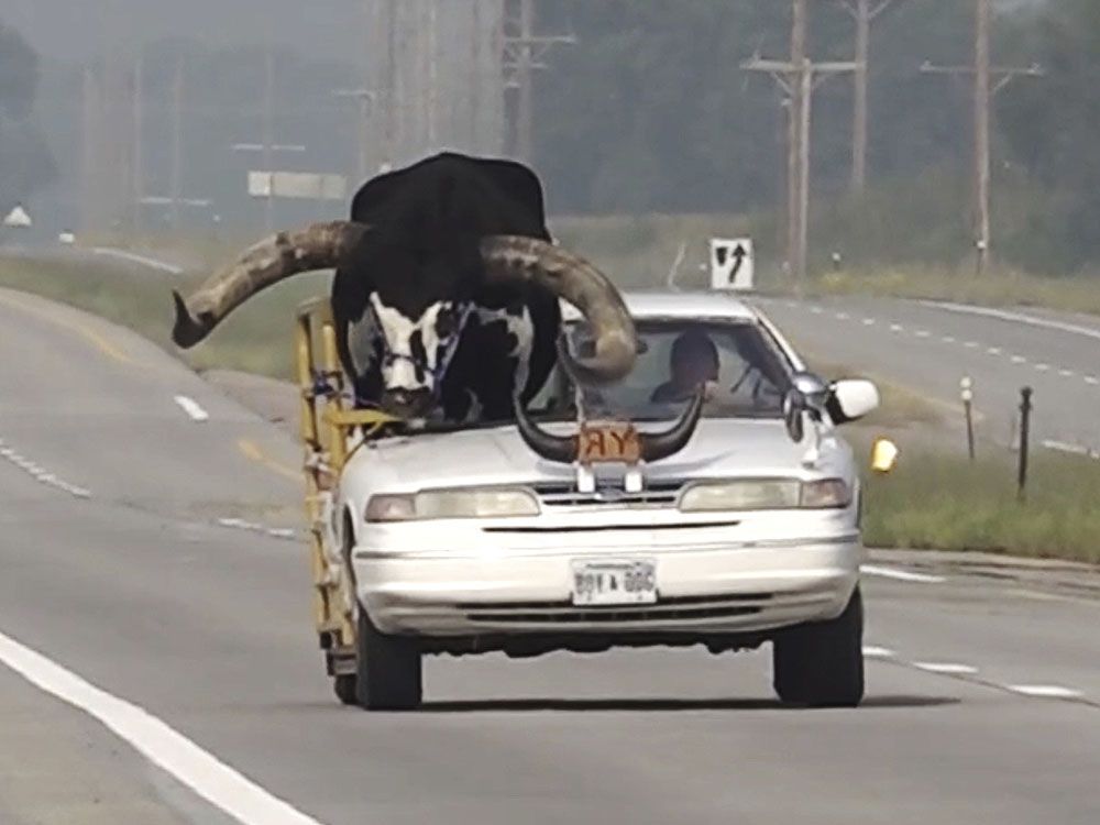 Police stop Nebraska man for bucking law with bull riding shotgun | Toronto  Sun