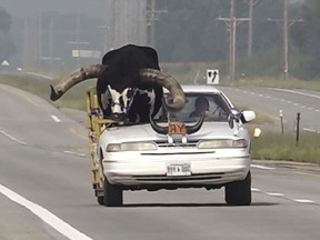 a Watusi bull named Howdy Doody rides in the passenger seat