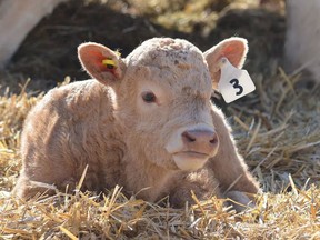 A young calf is seen in this file photo
