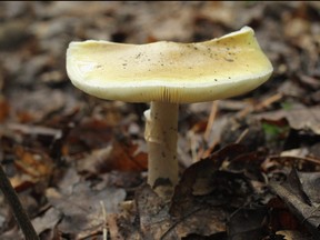 A highly poisonous mushroom called a death cap (Amanita phalloides) grows in a forest near Schlachtensee Lake on August 15, 2011 in Berlin, Germany.