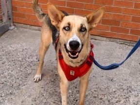 Siberian husky-shepherd mix Ladybird is looking for a forever home.