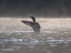 A loon is captured in a photo by Kevin Pepper