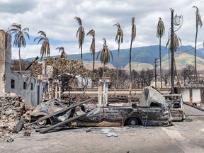 Burned palm trees and destroyed cars and buildings