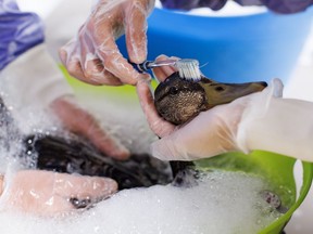 Ducks are cleaned in a soap bath at the Toronto Wildlife Centre in Toronto on Tuesday, Aug. 15, 2023.
