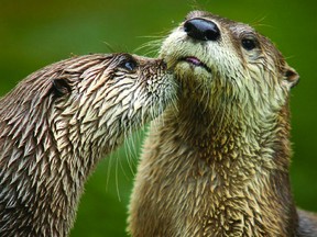 Doctors are warning about river otters attacking people
