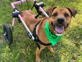 Ward the Wunderdog with the pink wheelchair he was outfitted with after a hit-and-run accident left him partially paralyzed.