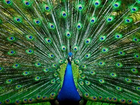 Pete the Peacock