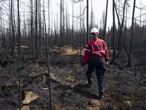 Society of Protection of Forests from Fire (SOPFEU) prevention agent Melanie Morin walks through an area of burned forest in the area surrounding Lebel-sur-Quevillon, Que., Wednesday, July 5, 2023.