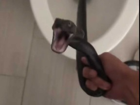 A snake that was inside a toilet in a Tucson, Ariz., home is pictured as it was being pulled out by an employee from Rattlesnake Solutions.