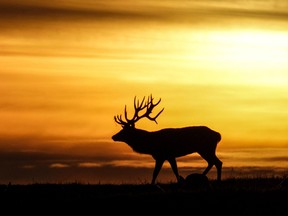 A reindeer is silhouetted at sunset