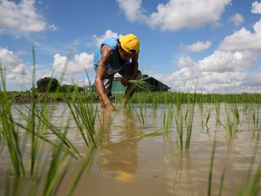 A farmer plants rice in a paddy in Pulilan, Bulacan province on August 19, 2023.