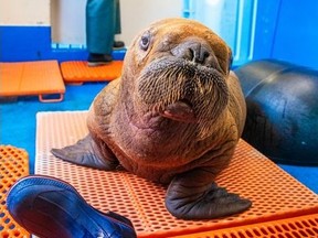 The walrus calf that was admitted