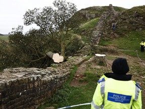 Police stand beside the cordoned-off area, where the 'Sycamore Gap' tree on Hadrian's Wall now lies on the ground, leaving behind only a stump in the spot it once proudly stood on Sept. 28, 2023 northeast of Haltwhistle, England.