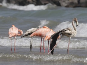 Flamingos stand by the water along a Lake Michigan beach on Friday, Sept. 22, 2023 in Port Washington, Wis.