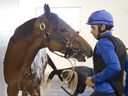 Ricoh Woodbine Mile morning line favourite, Master of the Seas plays with exercise lad Diogo Dias for trainer Charles Appleby. Owned by Godolphin LLC, Master of the Seas will attempt to capture the $1,000,000 dollar race at Woodbine Racetrack on Saturday September 16, 2023.