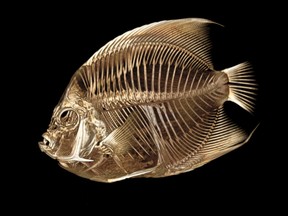 ODD Angelfish CT Scan
