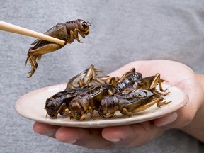 A cricket held by chopsticks above a plate of crickets