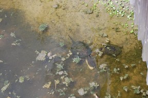 A pair of freshwater turtles are seen in a pond near the Pea Island Wildlife Refuge Visitors Center in Outer Banks,