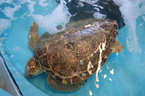 An injured sea turtle is cared for in a tank at the STAR Centre at the North Carolina Aquarium on Roanoke Island. Laura Shantora Nelles/Toronto Sun