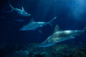 Sharks swim in their habitat at the North Carolina Aquarium on Roanoke Island. Laura Shantora