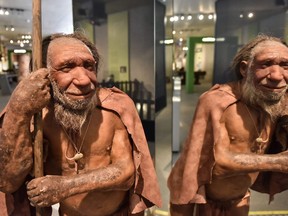 The reconstruction of a Homo neanderthalensis