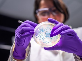 Scientist in microbiology laboratory working with E. coli culture.